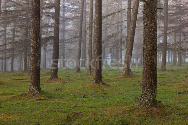 Stock photo: European larch forest
