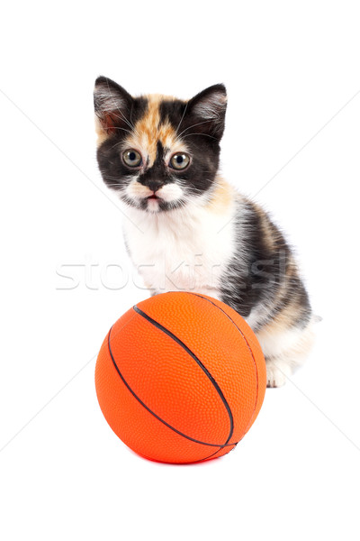 [[stock_photo]]: Chaton · basket · tristesse · soft · ombre · blanche