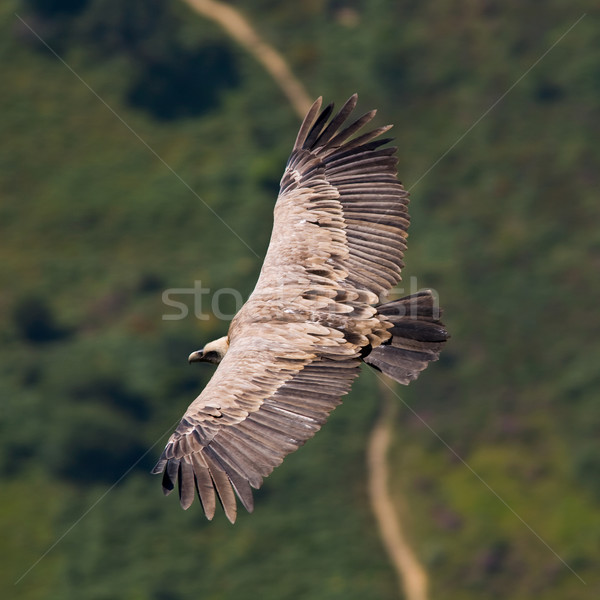 Vulture in flight  Stock photo © broker