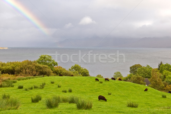 Stockfoto: Regenboog · boven · schapen · weide · hemel · natuur