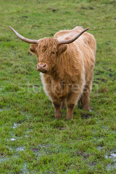 Highland cattle Stock photo © broker