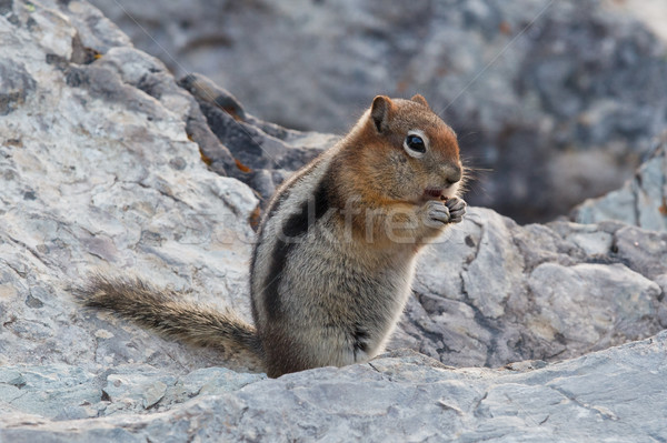 Terreno esquilo parque alimentação animal naturalismo Foto stock © broker