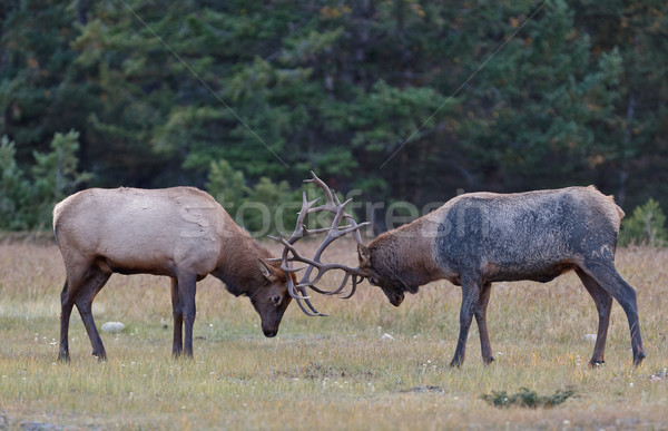 Bull Elks fighting Stock photo © broker