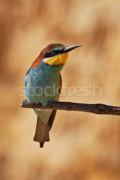 Stock photo: European bee-eater on a branch
