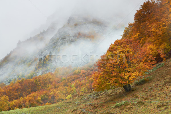 Automne couleurs nuageux forêt arbre nature [[stock_photo]] © broker