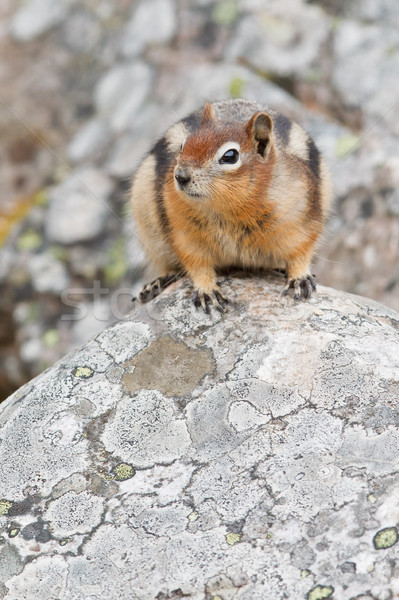 Golden-mantled ground squirrel, spermophilus lateralis Stock photo © broker