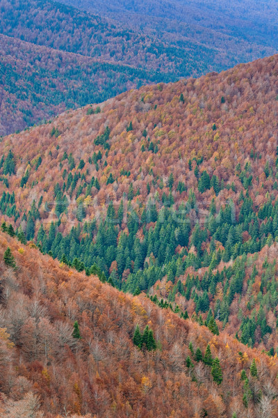 Otono colores forestales cielo resumen hoja Foto stock © broker