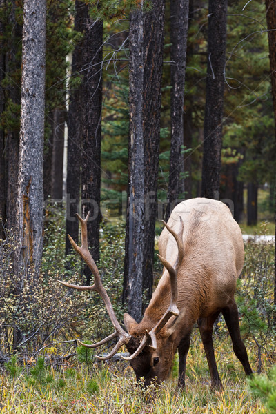 Bull elk, cervus canadensis, grazing Stock photo © broker