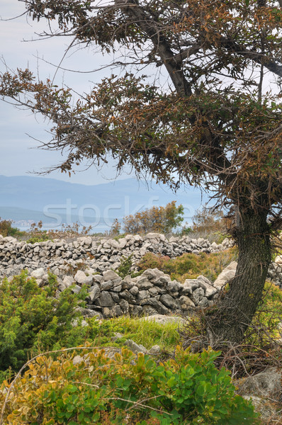 Stockfoto: Muren · eiland · Kroatië · hemel · boom · gras