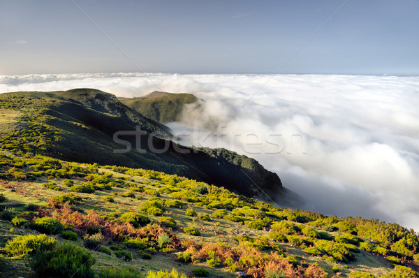 Valley, Lomba de Risco,  Plateau of Parque natural de Madeira, Madeira island, Portugal Stock photo © brozova