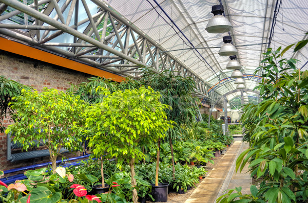 Flowers in modern greenhouse Stock photo © brozova