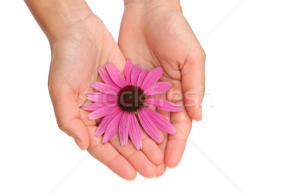 Hands of young woman holding Echinacea flower Stock photo © brozova