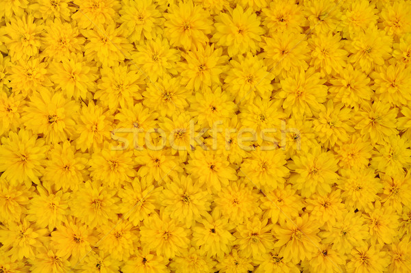 Group of Rudbeckia laciniata flower heads  Stock photo © brozova