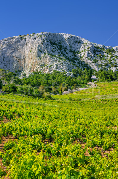 Vineyards, southern coast of Hvar, Croatia Stock photo © brozova