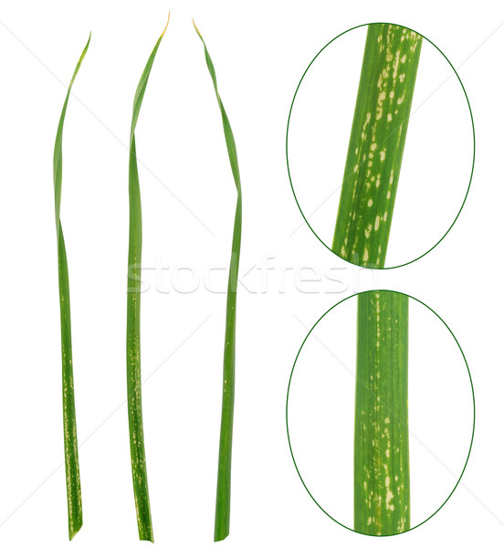 Garlic leaves attacked by allium leaf miner, Phytomyza (Napomyza) gymnostoma Stock photo © brozova