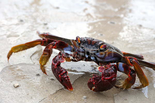 Trăi crab plajă textură mare Imagine de stoc © brozova
