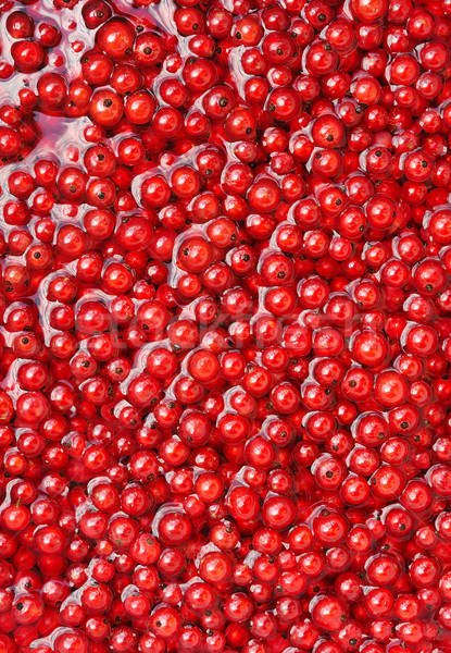 Fresh red currant berries in water - background Stock photo © brozova