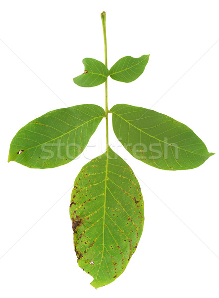 Leaf of walnut tree attacked by mite, Aceria erineus Stock photo © brozova