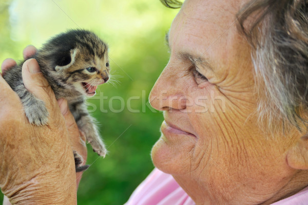 Senior vrouw weinig kitten hand Stockfoto © brozova