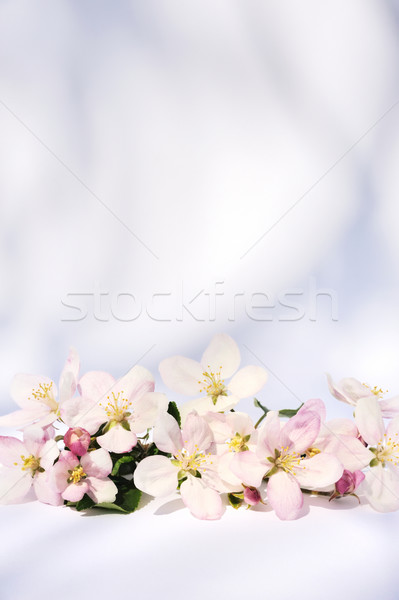 [[stock_photo]]: Pomme · fleurs · fleur · fruits · fond · arbres