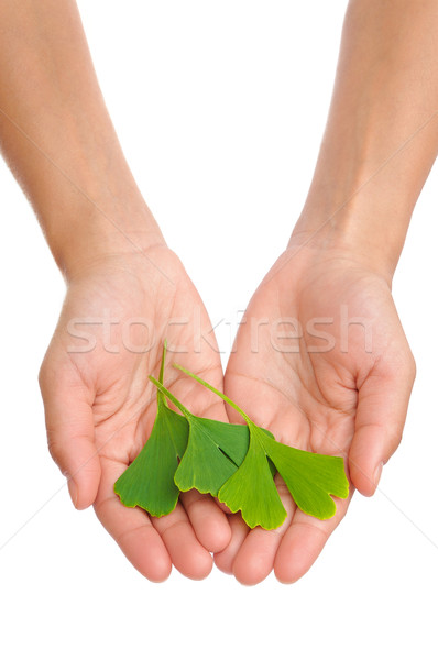 Hands of young woman holding ginkgo leaf Stock photo © brozova