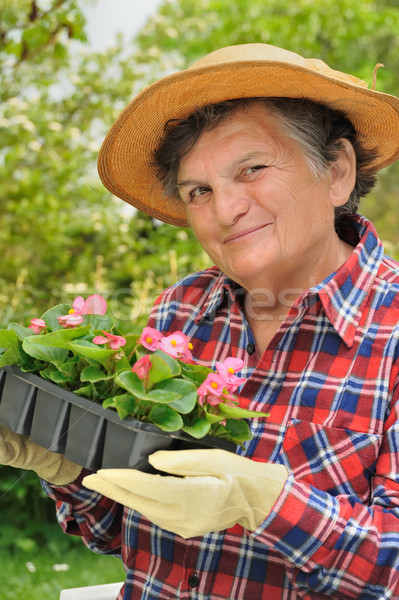 Altos mujer jardinería flor primavera mano Foto stock © brozova