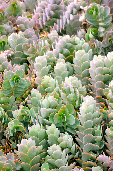 Stock photo: Close up of Kalanchoe - succulent