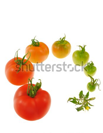 Evolution of red tomato isolated on white background Stock photo © brozova