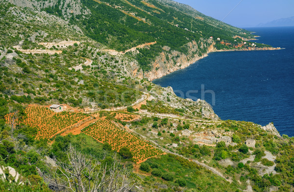 Vineyards, southern coast of Hvar, Croatia Stock photo © brozova