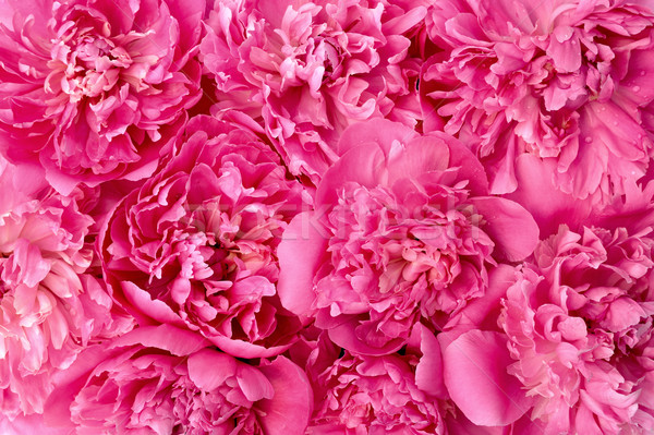 Peony flower heads - background Stock photo © brozova