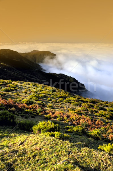 Valley, Lomba de Risco,  Plateau of Parque natural de Madeira, Madeira island, Portugal Stock photo © brozova