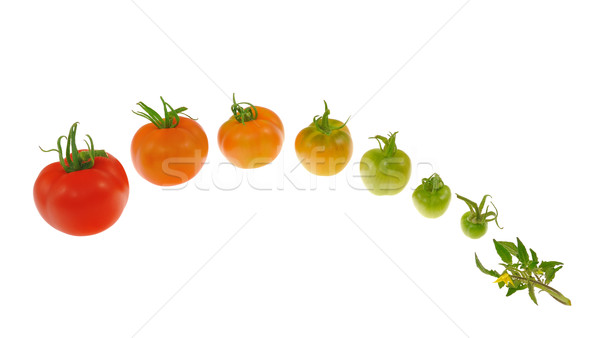 Foto stock: Evolución · rojo · tomate · aislado · blanco · flores