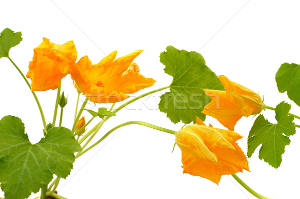 Squash flower and leaves isolated on white Stock photo © brozova