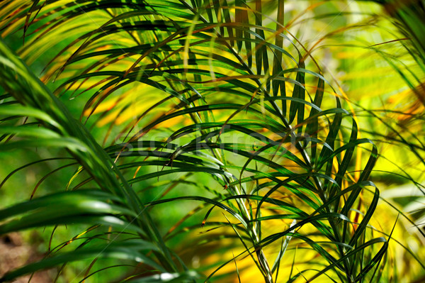 Palm tree  leaves Stock photo © brozova