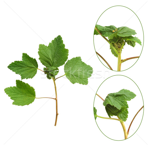 Stock fotó: Piros · ribiszke · növény · arc · háttér · zöld