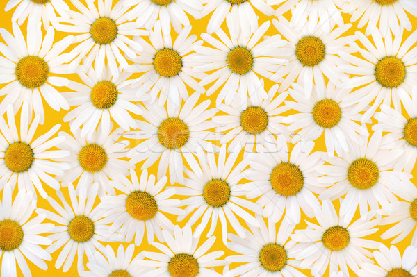Fresh daisies over yellow background Stock photo © brozova