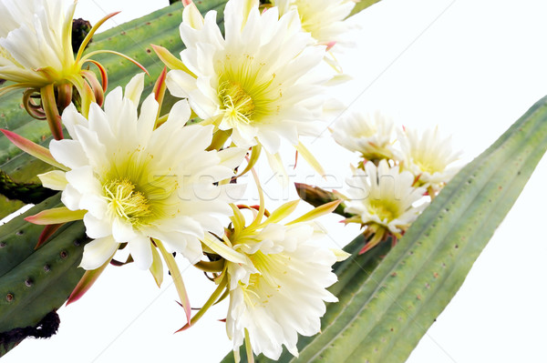 Close up of cactus flowers  Stock photo © brozova