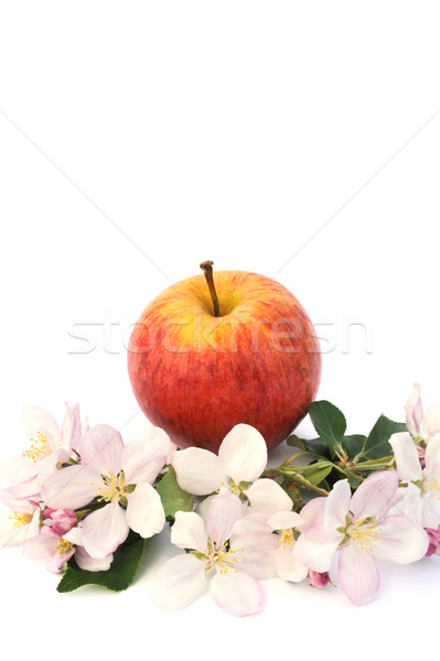 Foto stock: Manzanas · flores · flor · manzana · frutas