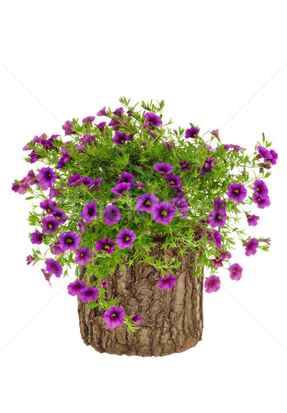 Petunia, Surfinia flowers on tree trunk over white background Stock photo © brozova