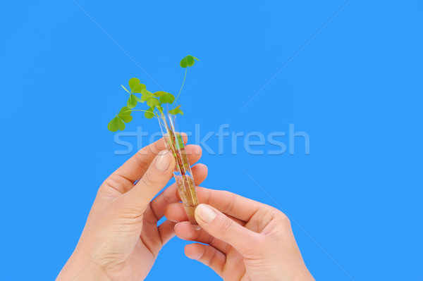 Hand holding tube with fresh  sorel (oxalis) Stock photo © brozova