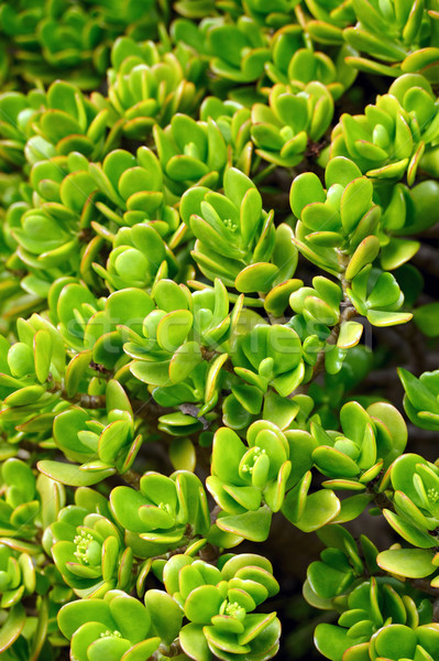 Close up of Kalanchoe  Stock photo © brozova