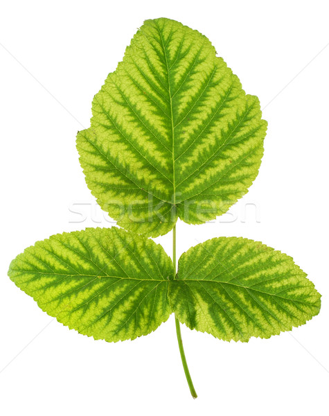 Iron deficiency in raspberry leaf, chlorosis, isolated Stock photo © brozova