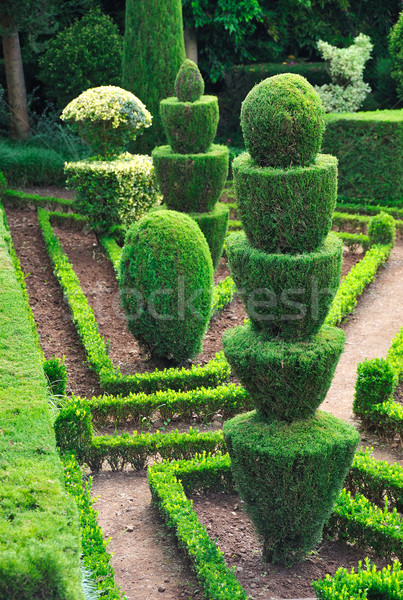 Decorative green park  Stock photo © brozova