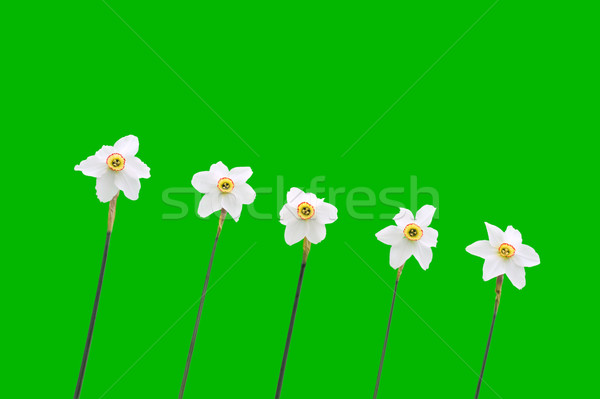 Daffodils over green background Stock photo © brozova