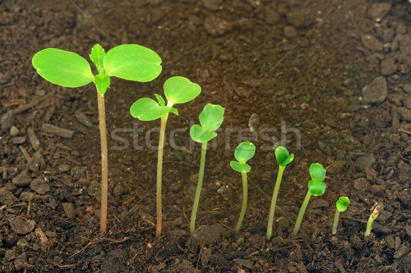 Sequence of Impatiens balsamina flower growing, evolution concept Stock photo © brozova