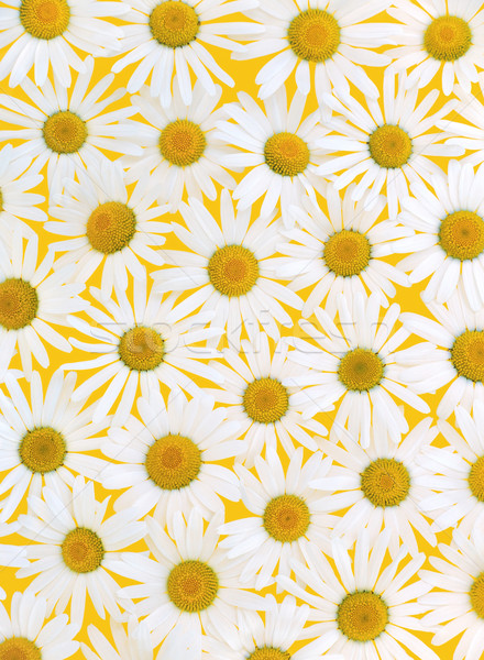 Fresh daisies over yellow background Stock photo © brozova