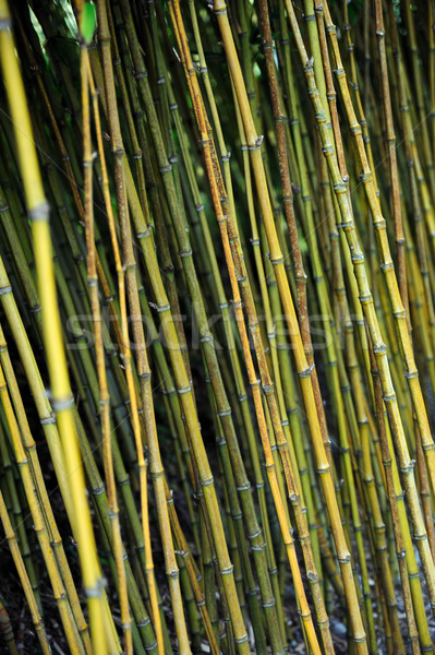 Stock photo: Bamboo jungle