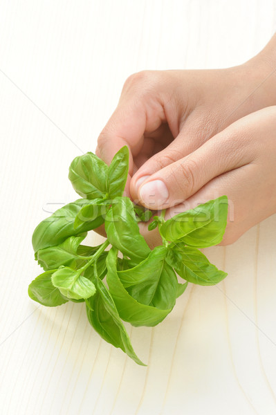 Basil, hands of young woman holding fresh herbs Stock photo © brozova