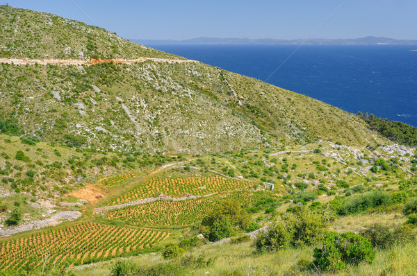 Vineyards, southern coast of Hvar, Croatia Stock photo © brozova