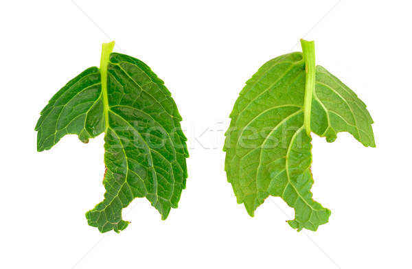 Slug damage of Hydrangea macrophylla leaf Stock photo © brozova